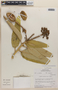 Colicodendron scabridum (Kunth) Seem., Peru, M. O. Dillon 4014, F
