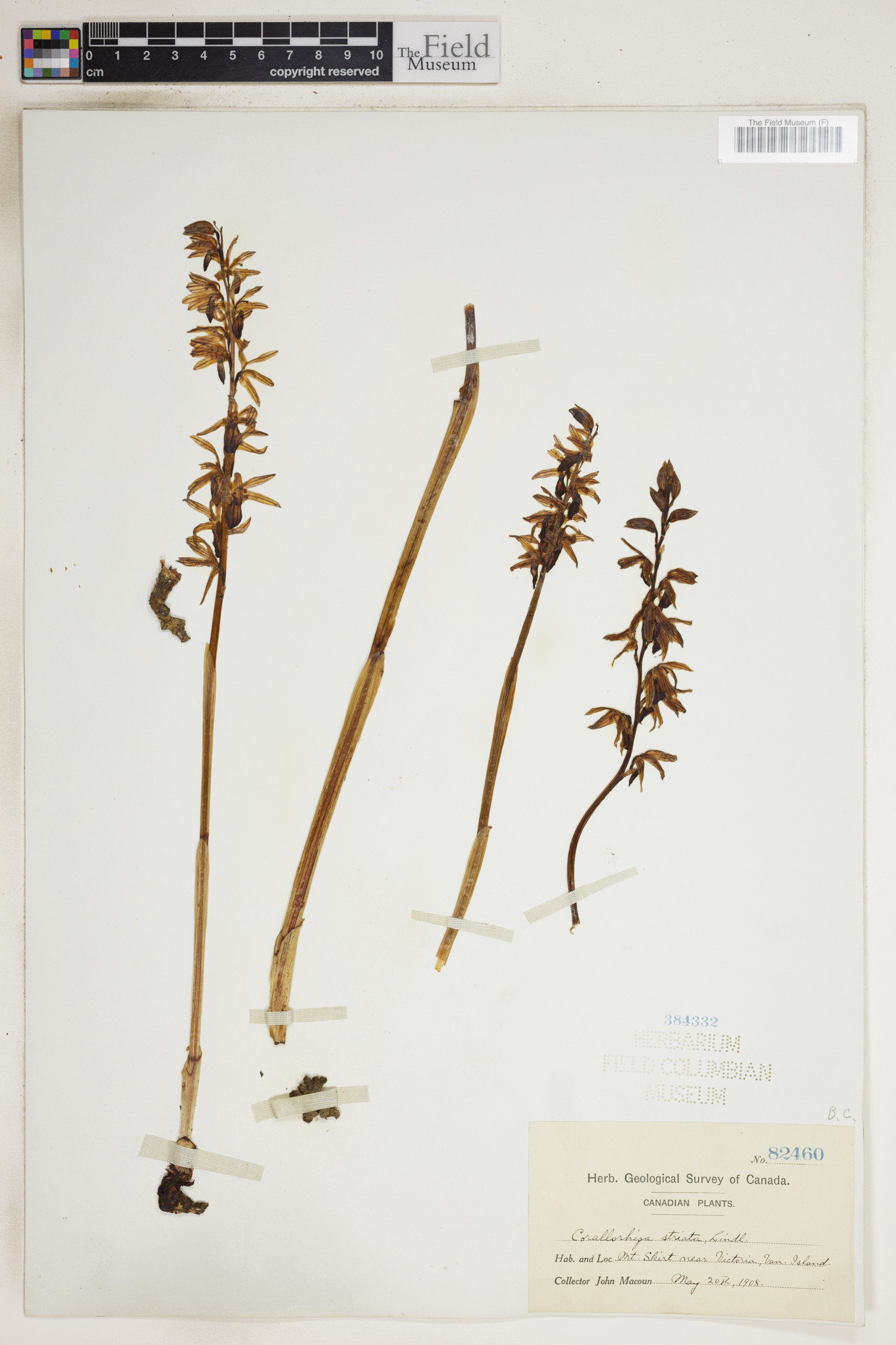 Corallorhiza striata var. striata image