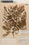 Anadenanthera peregrina (L.) Speg., Ecuador, J. A. Steyermark 54360, F