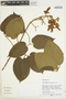 Amphilophium aschersonii Ule, Peru, M. Rimachi Y. 10877, F