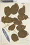 Amphilophium crucigerum (L.) L. G. Lohmann, Ecuador, Y. Mexía 7245, F