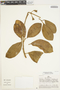 Amphilophium dasytrichum (Sandwith) L. G. Lohmann, Peru, A. H. Gentry 28225, F