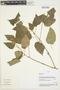 Croton lechleri Müll. Arg., Peru, V. Quipuscoa S. 1928, F