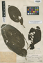 Piper pervillosum Trel., Peru, Ll. Williams 6936, Holotype, F