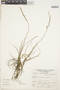 Tillandsia caerulea Kunth, Peru, S. Llatas Quiroz 860, F