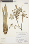Racinaea diffusa (L. B. Sm.) M. A. Spencer & L. B. Sm., Peru, A. Sagástegui A. 14955, F