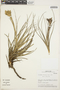 Tillandsia floribunda Kunth, Peru, M. O. Dillon 6313, F