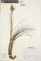 Tillandsia floribunda Kunth, Peru, A. Sagástegui A. 15088, F