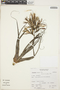 Tillandsia humilis C. Presl, Peru, A. Sagástegui A. 14752, F