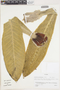 Espeletia pycnophylla Cuatrec., Colombia, J. Cuatrecasas 28655, F