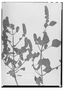Field Museum photo negatives collection; Wien specimen of Hyptis muricata Schott, BRAZIL, H. W. Schott 6167, Type [status unknown], W