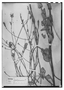 Field Museum photo negatives collection; Wien specimen of Hyptis pruinosa Pohl, BRAZIL, J. B. E. Pohl 2017, Type [status unknown], W