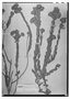 Field Museum photo negatives collection; Wien specimen of Hyptis pycnocephala Benth., BRAZIL, J. B. E. Pohl, Type [status unknown], W