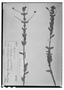 Field Museum photo negatives collection; Wien specimen of Hyptis rigida Pohl, BRAZIL, J. B. E. Pohl 6171, Type [status unknown], W