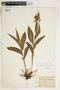 Cypripedium parviflorum var. pubescens image