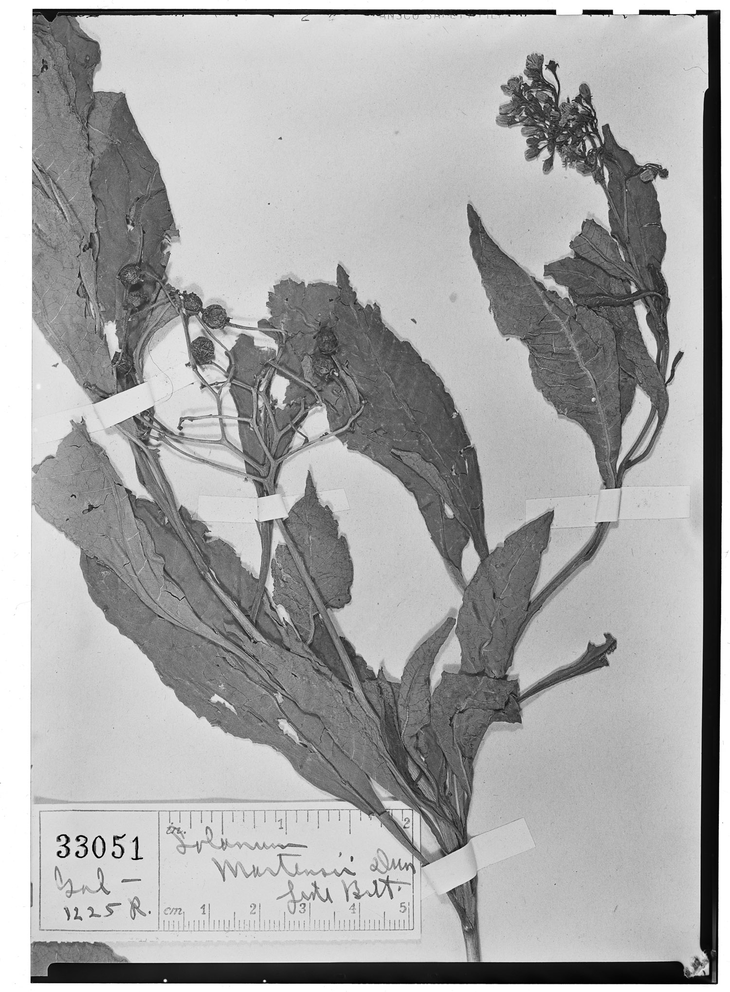Solanum bombense var. martensii image