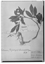 Field Museum photo negatives collection; Wien specimen of Solanum chamaepolybotryon Bitter, PERU, R. Spruce 4432, Type [status unknown], W