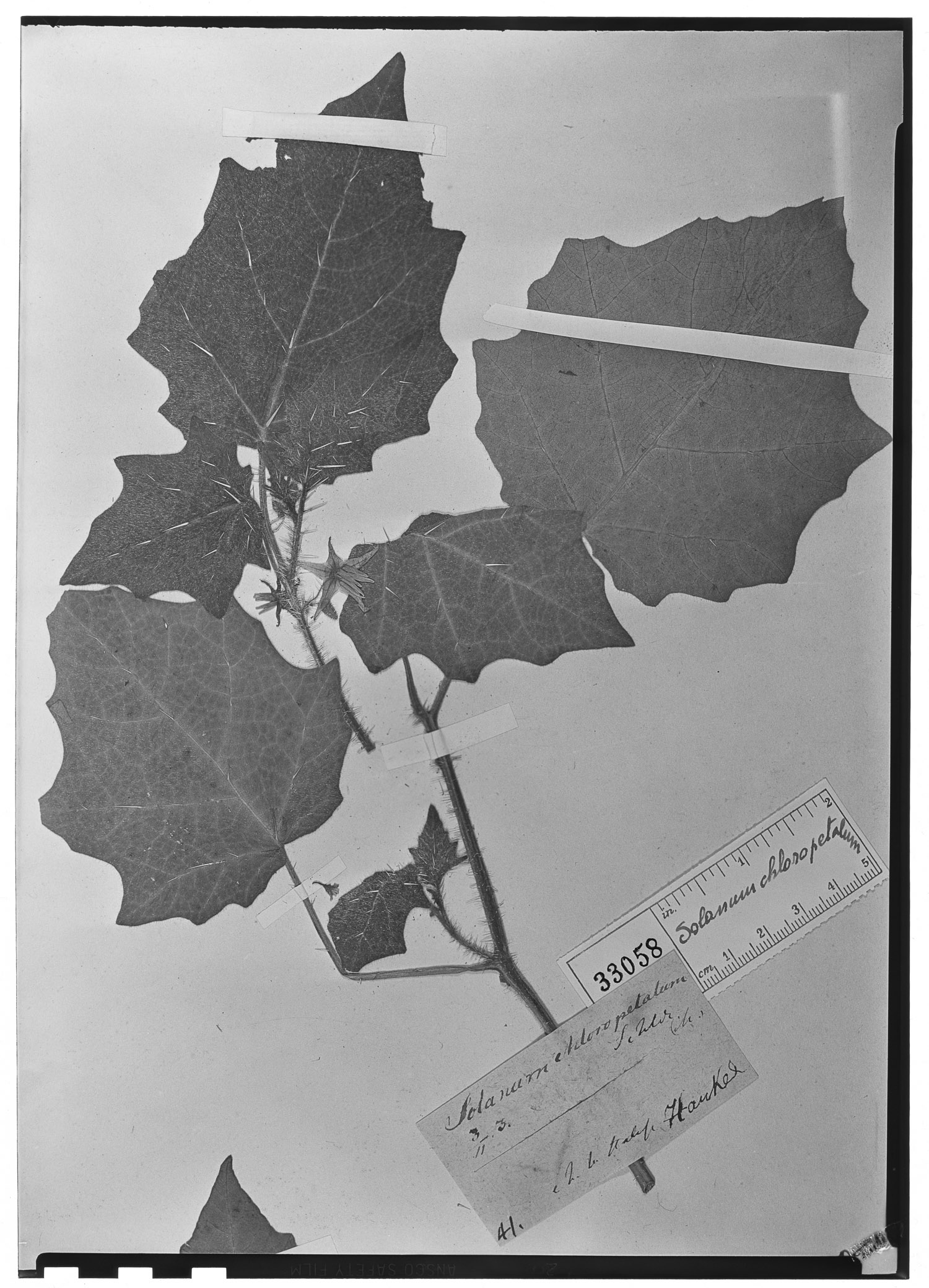Solanum chloropetalon image