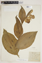 Cypripedium reginae image