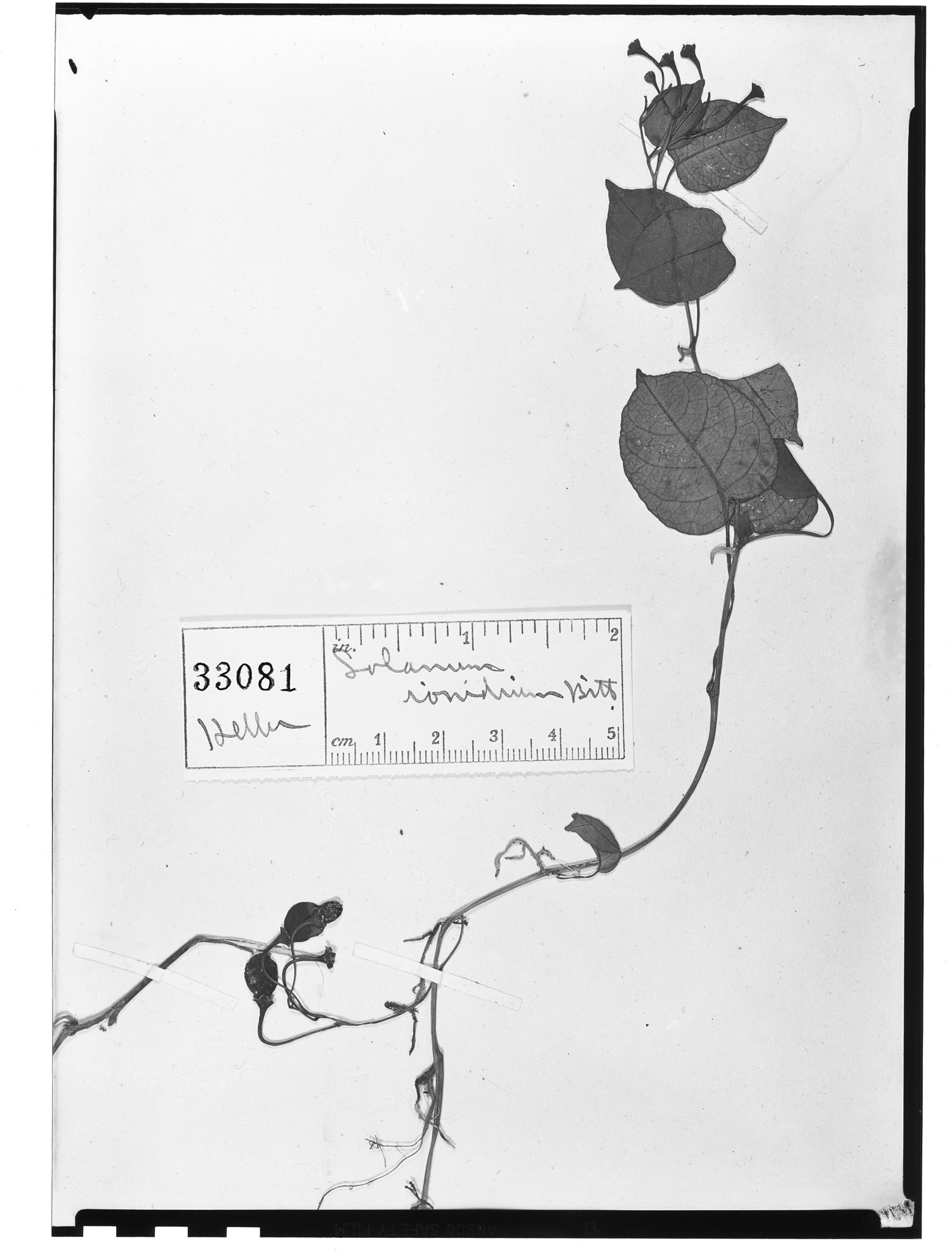 Solanum ionidium image