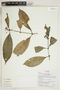 Herbarium Sheet V0415345F