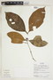 Herbarium Sheet V0415346F