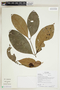 Herbarium Sheet V0415355F