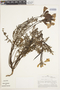 Argylia radiata (L.) D. Don, Peru, M. O. Dillon 3387, F