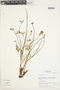 Argylia radiata (L.) D. Don, Chile, M. O. Dillon 8052, F