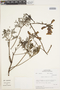 Argylia radiata (L.) D. Don, Peru, M. O. Dillon 3774, F