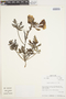 Argylia radiata (L.) D. Don, Peru, M. O. Dillon 4770, F