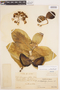 Calotropis procera (Aiton) W. T. Aiton, BRAZIL, E. Kauffmann 34, F