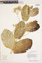 Calotropis gigantea Dryand., GUYANA, J. J. Pipoly 11304, F