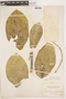 Calotropis procera (Aiton) W. T. Aiton, SURINAME, J. A. Samuels 209, F
