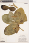 Calotropis procera (Aiton) W. T. Aiton, BRAZIL, H. S. Irwin 31603, F