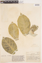 Calotropis procera (Aiton) W. T. Aiton, COLOMBIA, A. Dugand G. 329, F