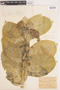 Calotropis procera (Aiton) W. T. Aiton, BRAZIL, F. E. Drouet 2213, F