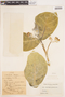 Calotropis procera (Aiton) W. T. Aiton, COLOMBIA, Hermano Elias 1144, F