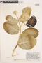 Calotropis procera (Aiton) W. T. Aiton, VENEZUELA, J. A. Steyermark 56829, F