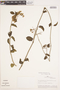 Cynanchum formosum N. E. Br., PERU, M. O. Dillon 1497, F