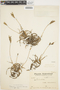 Tillandsia myosura Griseb. ex Baker, Argentina, A. Castellanos 105, F