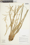 Tillandsia pugiformis L. B. Sm., Peru, I. M. Sánchez Vega 3865, F
