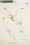 Tillandsia recurvata (L.) L., F
