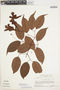 Bignonia aequinoctialis L., SURINAME, H. S. Irwin 55544, F
