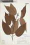 Bignonia aequinoctialis L., SURINAME, H. S. Irwin 55529, F