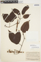 Bignonia aequinoctialis L., SURINAME, B. Maguire 24076, F