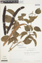 Bignonia aequinoctialis L., VENEZUELA, T. C. Plowman 7664, F