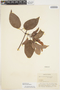 Bignonia aequinoctialis L., COLOMBIA, O. L. Haught 3603, F