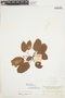 Bignonia aequinoctialis L., COLOMBIA, Herb. H. Smith 2515, F