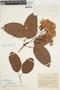 Bignonia aequinoctialis L., COLOMBIA, A. Dugand G. 434, F